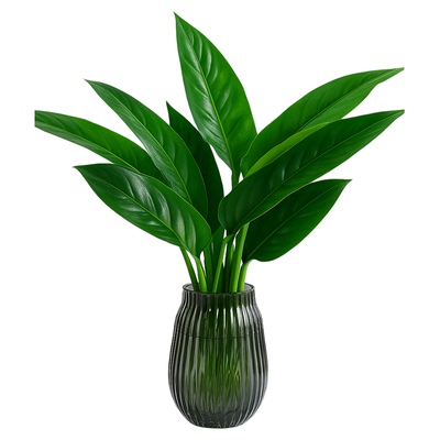 金钻净化空气绿萝水培植物