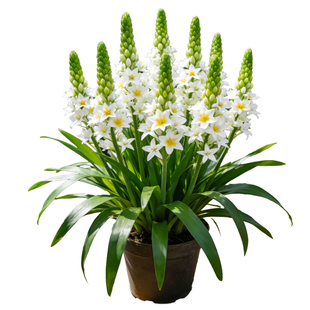 【带花带花苞】圣心百合盆栽花卉多年生四季花卉切花品种花镜植物