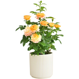 红色果汁阳台橙红月季带花苞庭院绿植阳台花卉盆栽玫瑰爬藤蔷薇