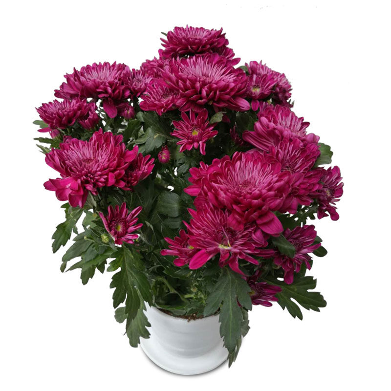 绿植盆栽带花阳台好养千头菊