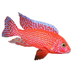 家庭小鱼缸观赏鱼混养套餐三湖慈鲷鱼热带宠物小型好养耐活花色鱼