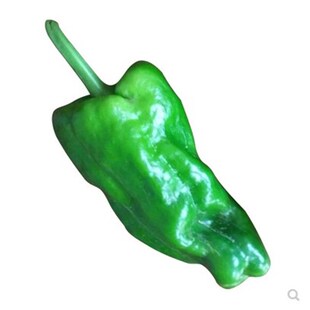 傲雪优美薄皮椒大海椒苗子国产泡椒王后紫色苏椒盆栽辣椒产耐储运