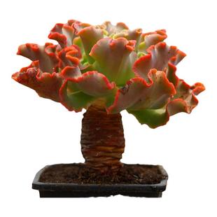 多肉植物超大高沙之舞盆栽 精品超大粗杆子绿植窗台花卉客厅盆栽