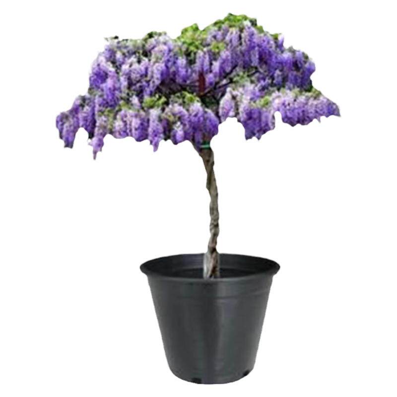 紫藤花树苗爬藤植物庭院围墙四季开花盆栽花苗绿植花卉藤蔓紫藤萝