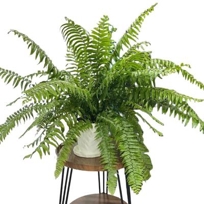 【室内小雨林】霸王蕨垂吊植物