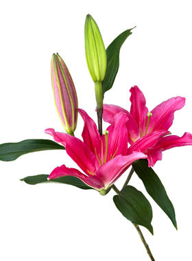 A级西诺红百合花鲜花香水百合
