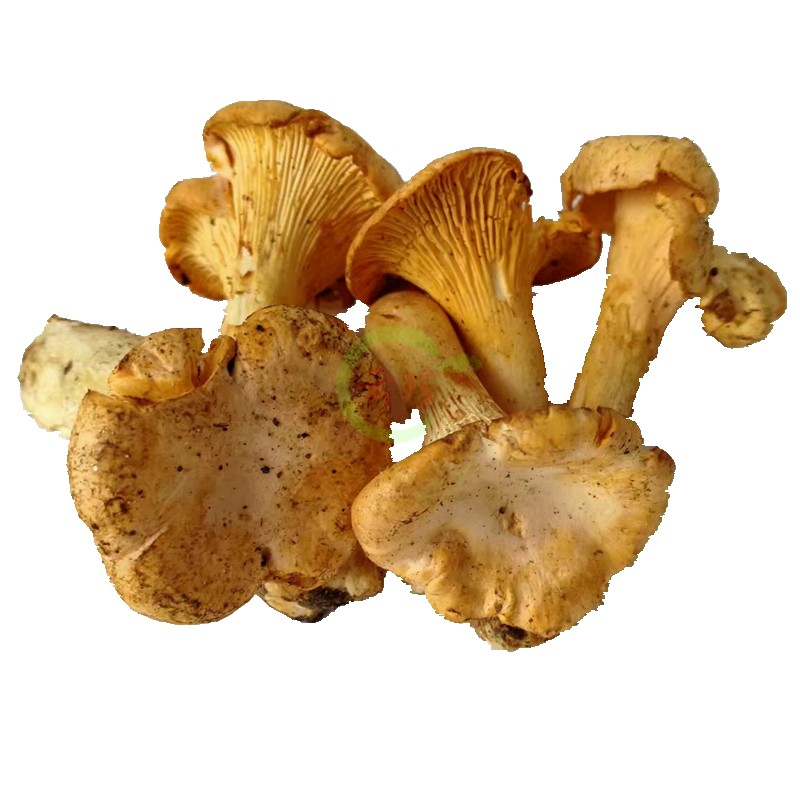 新鲜野生黄丝菌500g黄金菇云南特产山珍蘑菇鸡黄蘑菇非新鲜鸡油菌