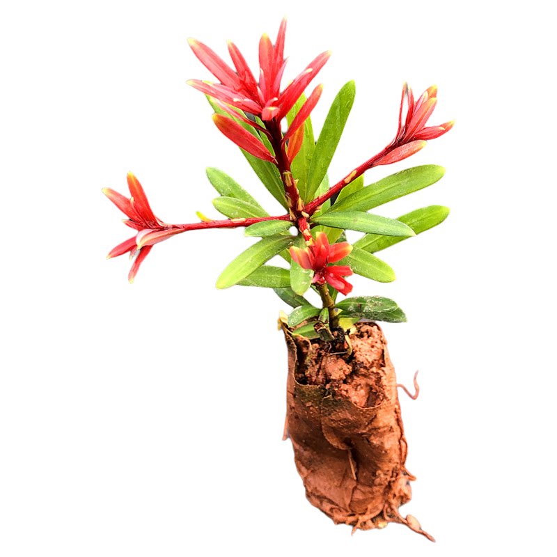 紫芽系列漂亮发财松绿植