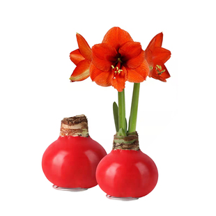 半夏森林进口朱顶红蜡球超级植物鲜花新年礼物