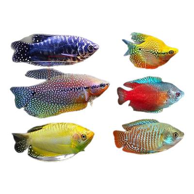 曼龙鱼血红丽丽鱼小型好养耐活