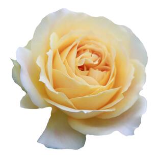 月季焦糖古董多季切花包子阳台庭院花园大花月季扦插盆栽花卉