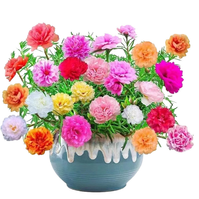 重瓣太阳花苗宿根枝条带根带花苞盆栽室内外开花花卉绿植好养易活