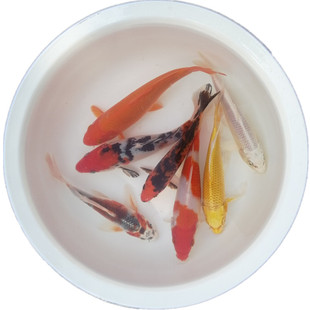 观赏鱼黄金红白纯种龙凤小型冷水淡水jinli锦鲤苗小鱼苗活体活鱼