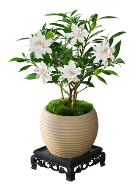 小叶栀子花盆栽植物室内客厅好养办公室桌面花卉盆景开花易活绿植