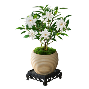 小叶栀子花盆栽植物室内客厅好养办公室桌面花卉盆景开花易活绿植