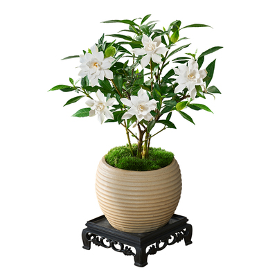 小叶栀子花盆栽植物室内客厅好养办公室桌面花卉盆景开花易活绿植