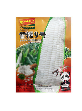 早熟甜糯玉米种子雪糯9号大棒