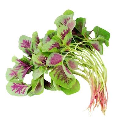 红苋菜种子大叶四季苋蔬菜籽阳台盆栽野菜籽