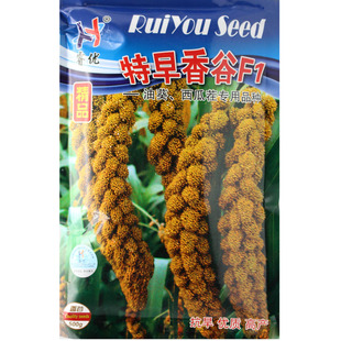 黄谷种子香糯小米种子【特早香谷F1】高产抗病防麻雀粟米春季夏季