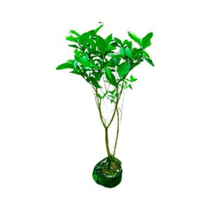 花期长老桩狗牙花水晶茉莉庭院