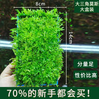 Fish tank landscaping, water plants, foreground, creeping ground, low pearl lawn, mini cowhide ground, Japanese pearl grass, beginner plants thumbnail 7