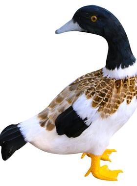 仿真羽毛鸭子模型饭店农场装饰