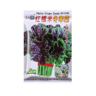 四季本地客家红糯米冬寒菜种籽大全青菜四川冬苋菜孑春秋冬葵菜种