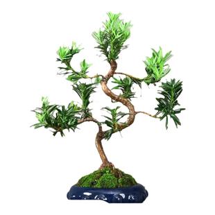 罗汉松树苗盆景老桩庭院造型树正宗小苗绿植物室内盆栽好养活四季