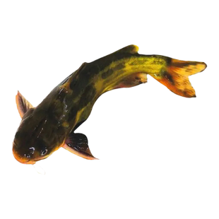 黄骨鱼苗淡水养殖食用活体冷水黄颡鱼昂刺黄丫头黄鸭叫黄辣丁鱼苗