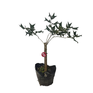 无刺枸骨树苗带刺的植物四季常青金玉满堂庭院盆栽景绿化园林耐寒