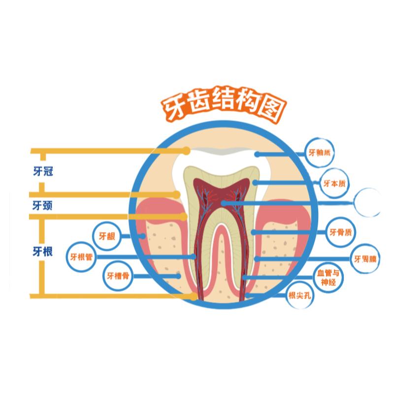 口腔儿童诊所墙面装饰科室文化形象背景牙齿结构科普宣传挂画贴纸