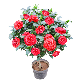 四季茶花树苗带花苞盆栽香妃山茶花室内外庭院绿植五色赤丹大花苗