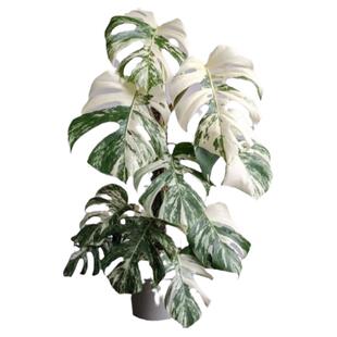 荷兰日本进口白锦化雪花阴阳叶洒金龟背竹室内网红热植白锦龟背竹