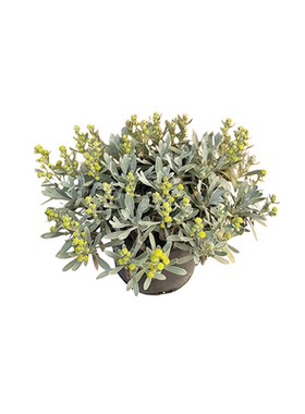 芙蓉菊银叶耐热寒四季常青绿植