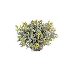 拾园记芙蓉菊银叶耐热寒四季常青老桩阳台庭院花园大盆栽绿植花卉