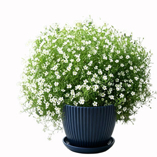 婚纱满天星盆栽带花苞阳台庭院四季好养开花爆盆植物桌面盆栽绿植