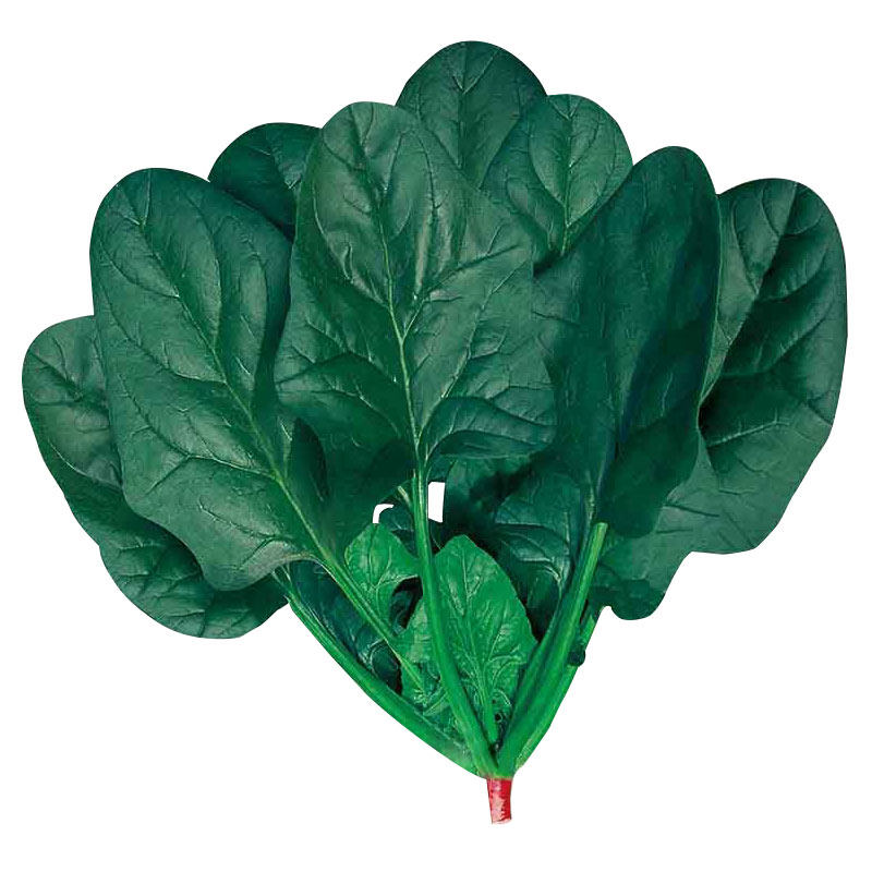 秋冬季菠菜种子种籽老品种红根蔬菜籽种四季波莱波菜菜籽播种大全