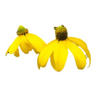 小椿日和秋日暖阳高杆金光菊撒哈拉花境露台花园多年生植物耐晒热