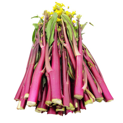 红菜苔蔬菜种子菜心十月红紫菜苔