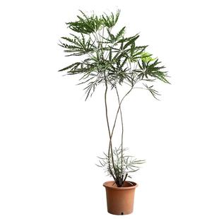 法式高级感孔雀木绿植盆栽侘寂风室内大型客厅落地植物办公室造型