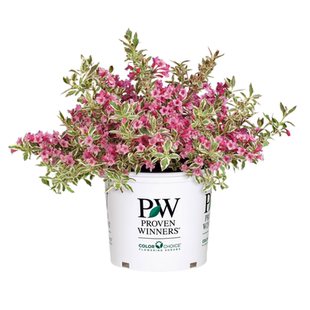 花叶锦带盆栽花火棘花叶柳耐寒耐热露天地栽多年生灌木花境植物