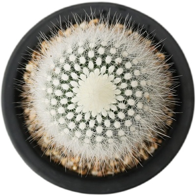 白小丁实生仙人球趣味软毛不扎手