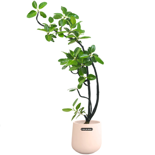 网红孟加拉榕盆栽大型绿植黄金榕高山榕树室内客厅落地橡皮树好养