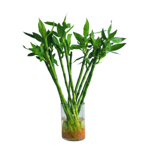 绿植富贵竹开运竹客厅绿化室内摆放净化空气办公室带根直竹水培
