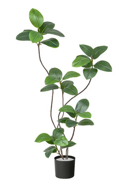 室内沙发电视柜绿植黑金刚橡皮树