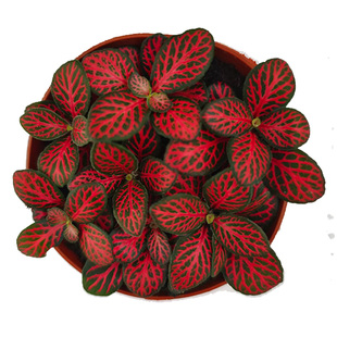 网纹草迷你盆栽微景观叶植物雨林水陆缸生态缸鱼缸造景小绿植配材