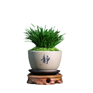 金钱菖蒲盆栽禅蒲虎须石菖蒲日本黄金姬山水办公桌盆景文竹茶道