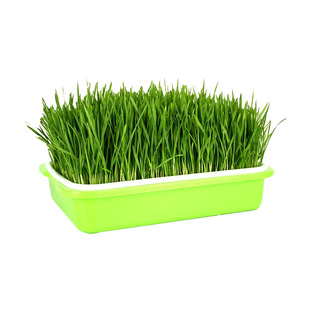 春季种子小麦种子麦草麦子回春水麦芽糖榨汁四季种植蔬菜籽芽苗菜