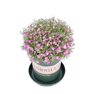 满天星 吉普赛盆栽花苗花卉植物多年生绿植包邮四季常青花园新娘