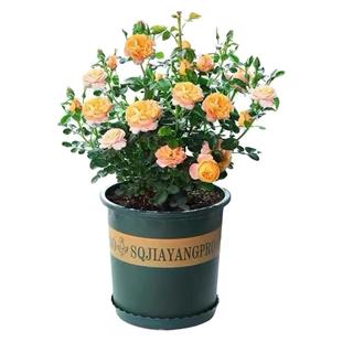 灌木月季浓香型果汁阳台母本大苗玫瑰盆栽多季勤开带花苞庭院耐寒